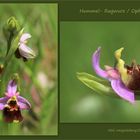 Hummel-Ragwurz (Ophrys holoserica).