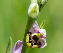 Hummel-Ragwurz (Ophrys holoserica) ..............