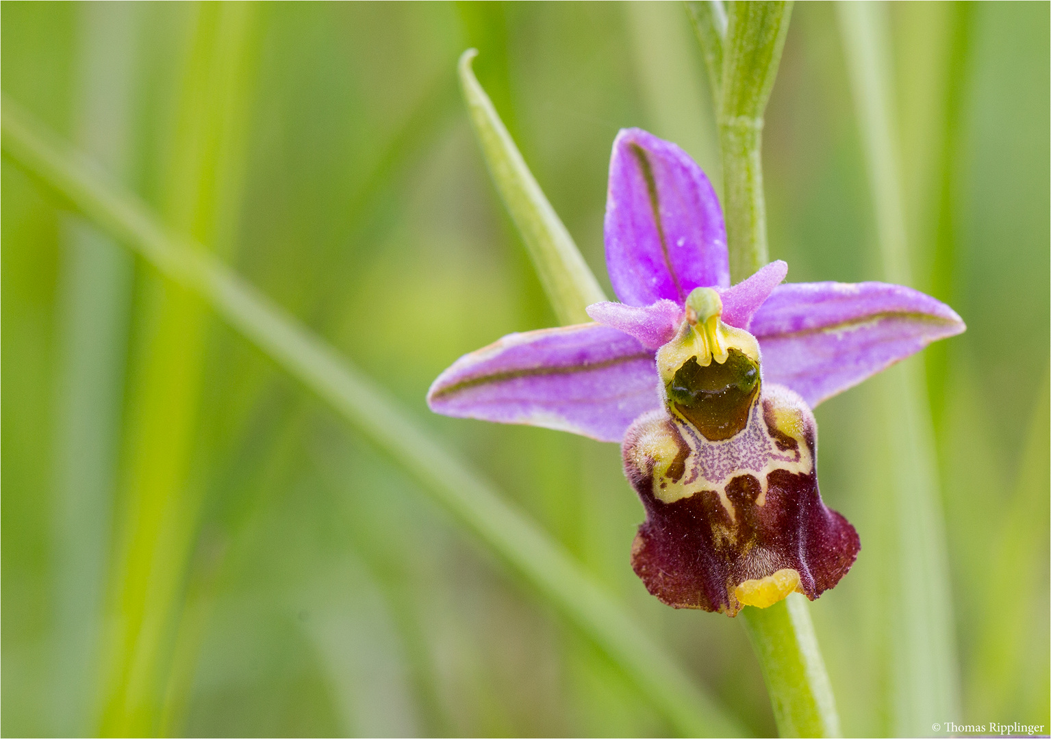 Hummel-Ragwurz (Ophrys holoserica)