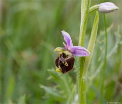 Hummel-Ragwurz (Ophrys holoserica)