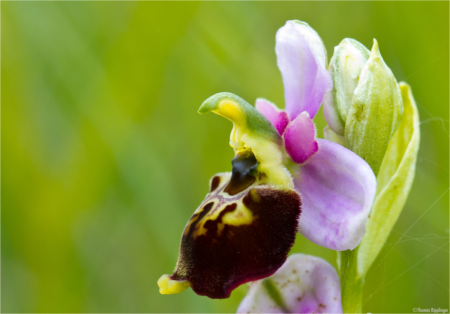 Hummel-Ragwurz (Ophrys holoserica)..