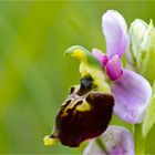 Hummel-Ragwurz (Ophrys holoserica)..