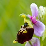 Hummel-Ragwurz (Ophrys holoserica)..