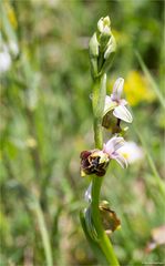 Hummel-Ragwurz (Ophrys holoserica) ....