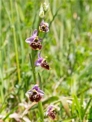 Hummel-Ragwurz (Ophrys holoserica)