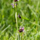 Hummel-Ragwurz (Ophrys holoserica) .