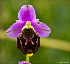 Hummel-Ragwurz (Ophrys holoserica)