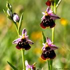 Hummel-Ragwurz / Ophrys holoserica