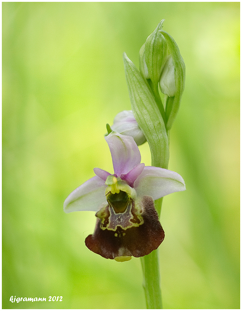 Hummel-Ragwurz (Ophrys holoserica)....