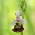 Hummel-Ragwurz (Ophrys holoserica)....