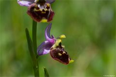 Hummel-Ragwurz (Ophrys holoserica) .