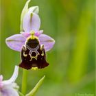 Hummel-Ragwurz (Ophrys holoserica) .