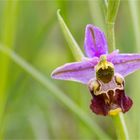 Hummel-Ragwurz (Ophrys holoserica)