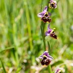 Hummel-Ragwurz (Ophrys holoserica)