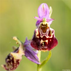 Hummel-Ragwurz (Ophrys holoserica) ...