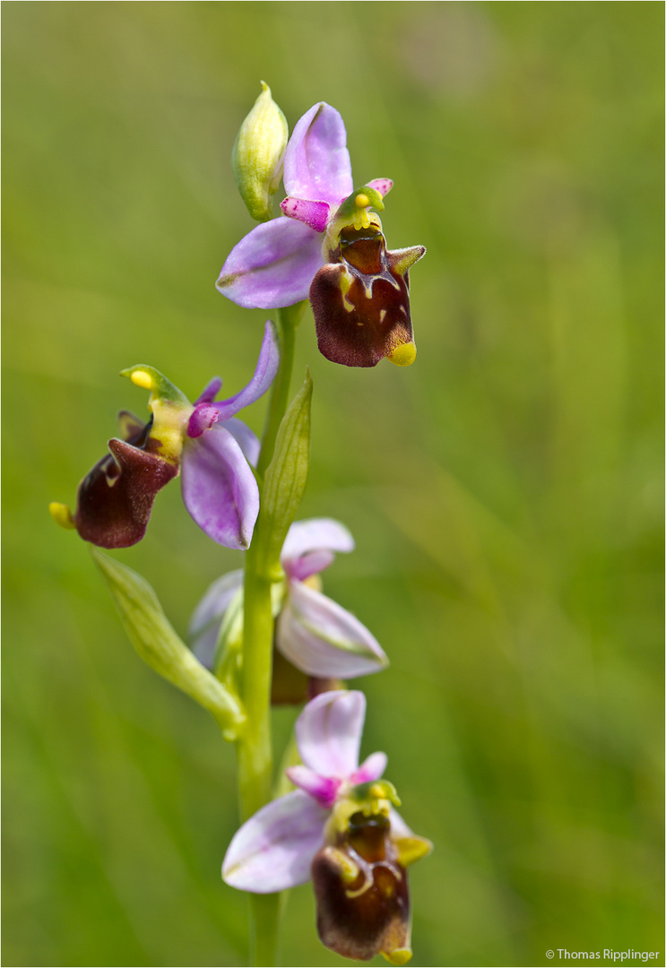 Hummel-Ragwurz (Ophrys holoserica) . .