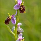 Hummel-Ragwurz (Ophrys holoserica) . .