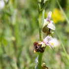 Hummel ragwurz ophrys holoserica