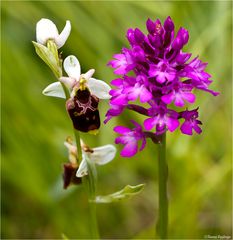 Hummel-Ragwurz (Ophrys holoserica) linke