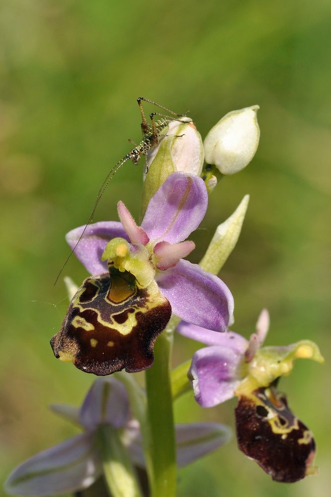 Hummel-Ragwurz (Ophrys holoserica) mit "Besucher"