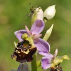 Hummel-Ragwurz (Ophrys holoserica) mit "Besucher"