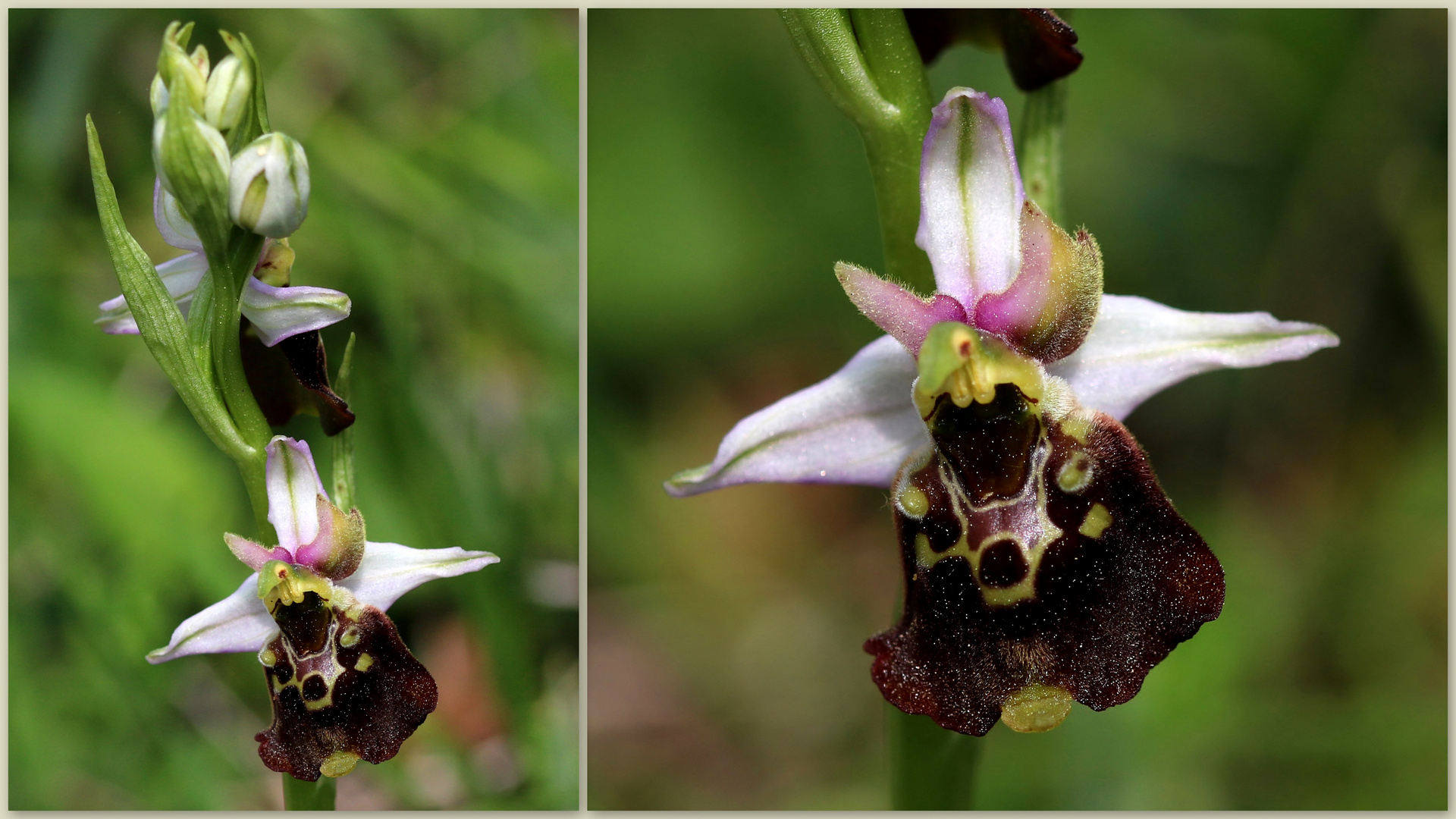 Hummel-Ragwurz (Ophrys holoserica) - Schätze meiner Heimat