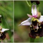 Hummel-Ragwurz (Ophrys holoserica) - Schätze meiner Heimat
