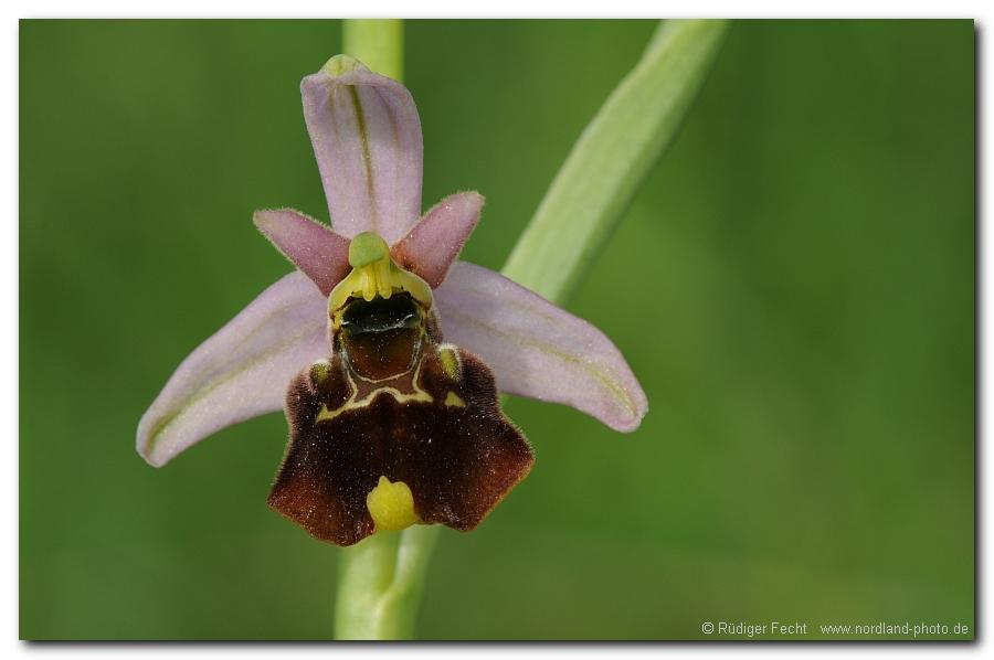 Hummel - Ragwurz (Ophrys holosericea)