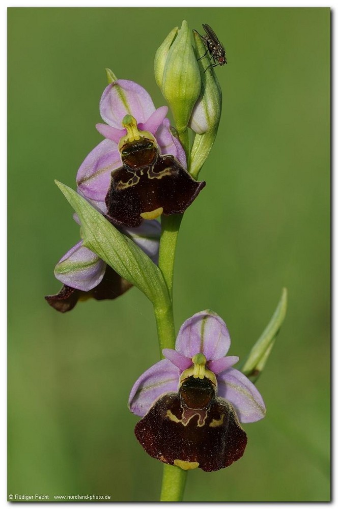 Hummel - Ragwurz (Ophrys holosericea)