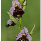 Hummel - Ragwurz (Ophrys holosericea)