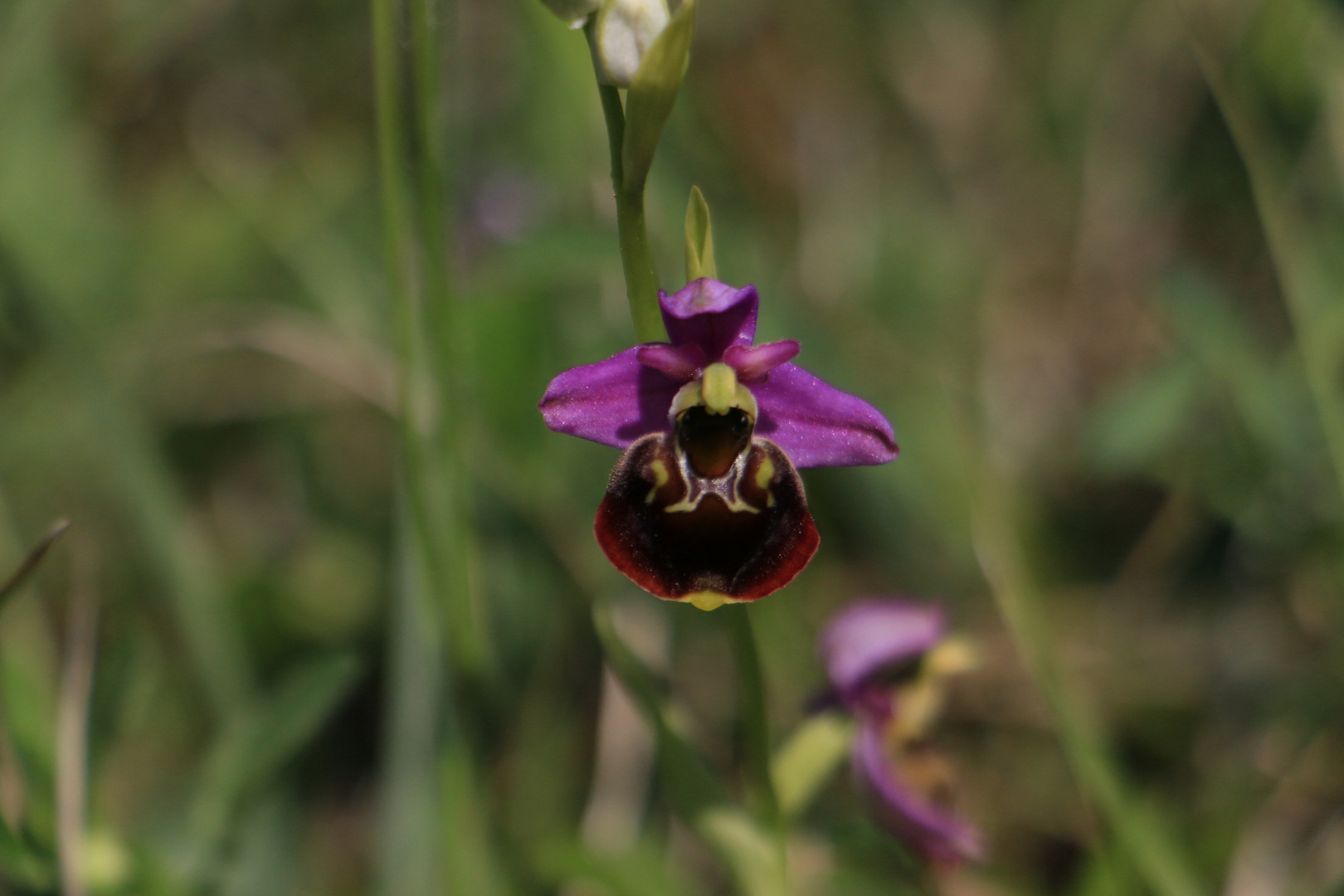 Hummel Ragwurz Orchidee