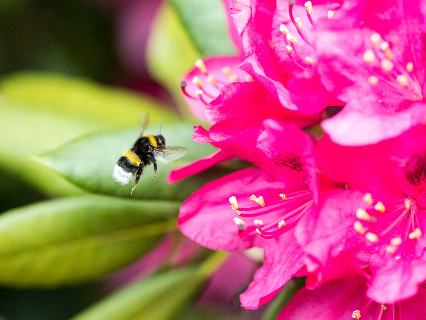 Hummel Rhododrendon