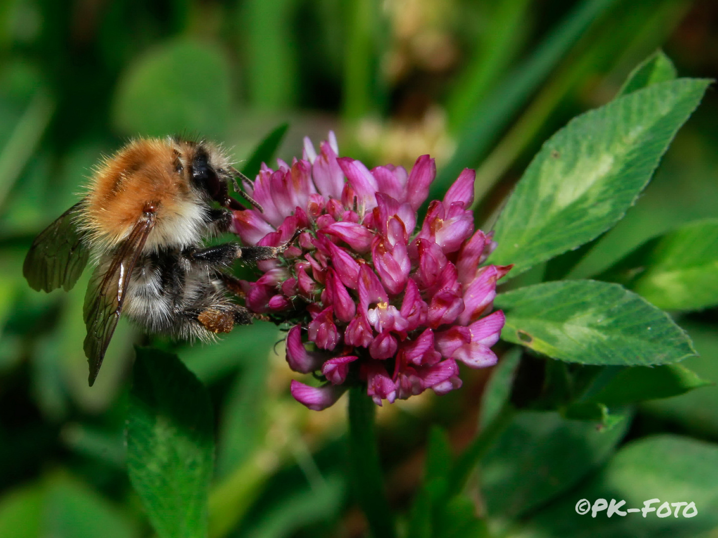 Hummel - richtig kuschelig!