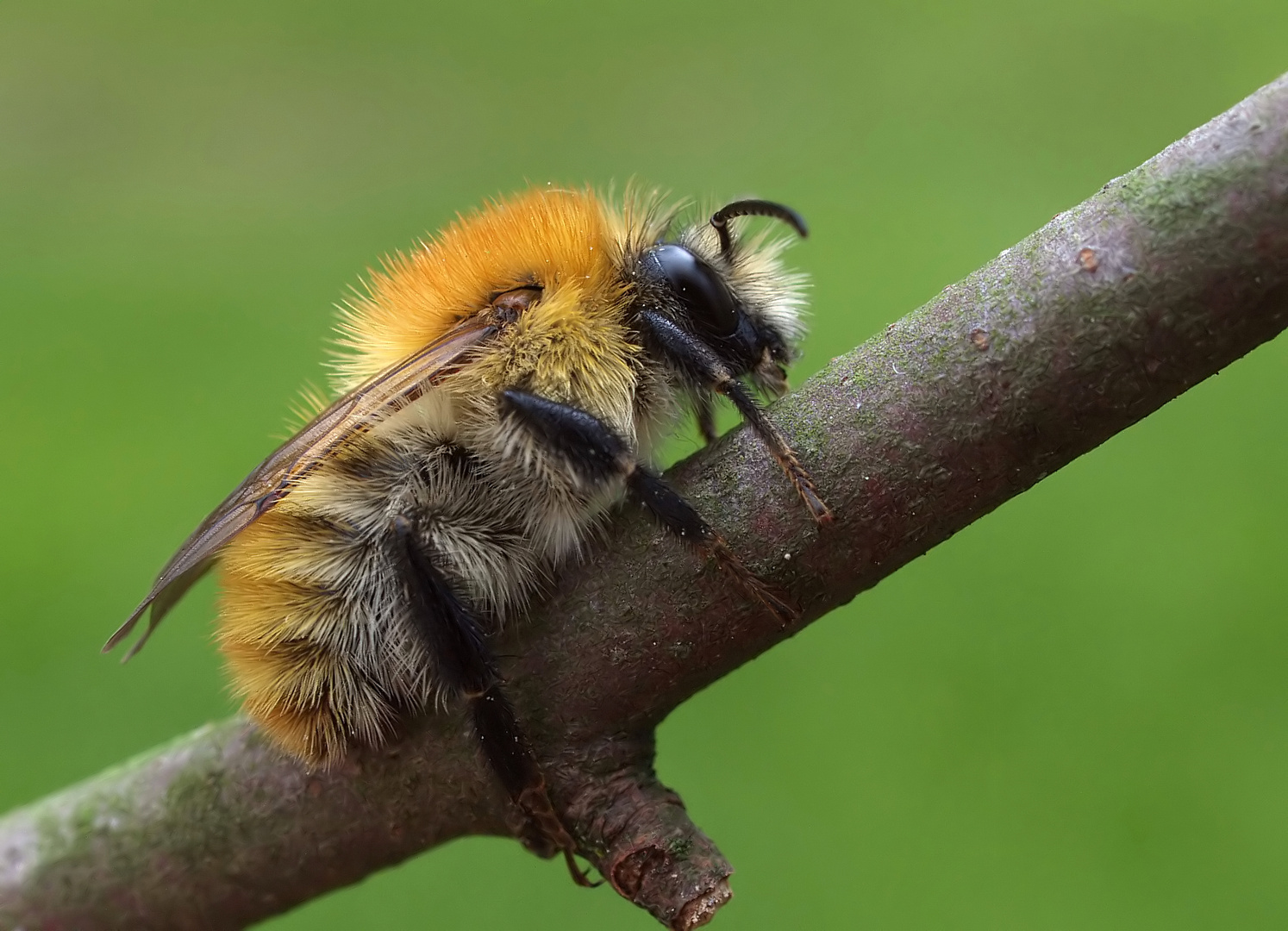 Hummel-Ritt - fest im Sattel