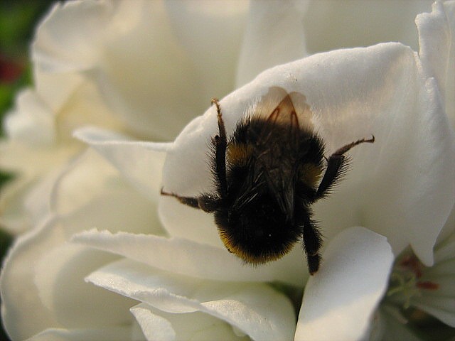 Hummel ruht sich aus