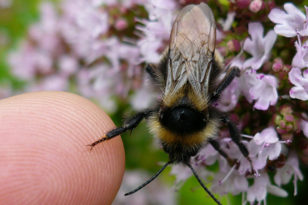 Hummel sagt guten Tag !