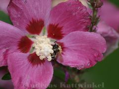 Hummel Sammelt Mittagessen