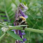 Hummel - Saugrüssel: was für ein "Arbeitsgerät"