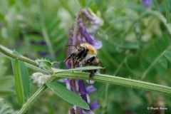 Hummel - Saugrüssel: was für ein "Arbeitsgerät"