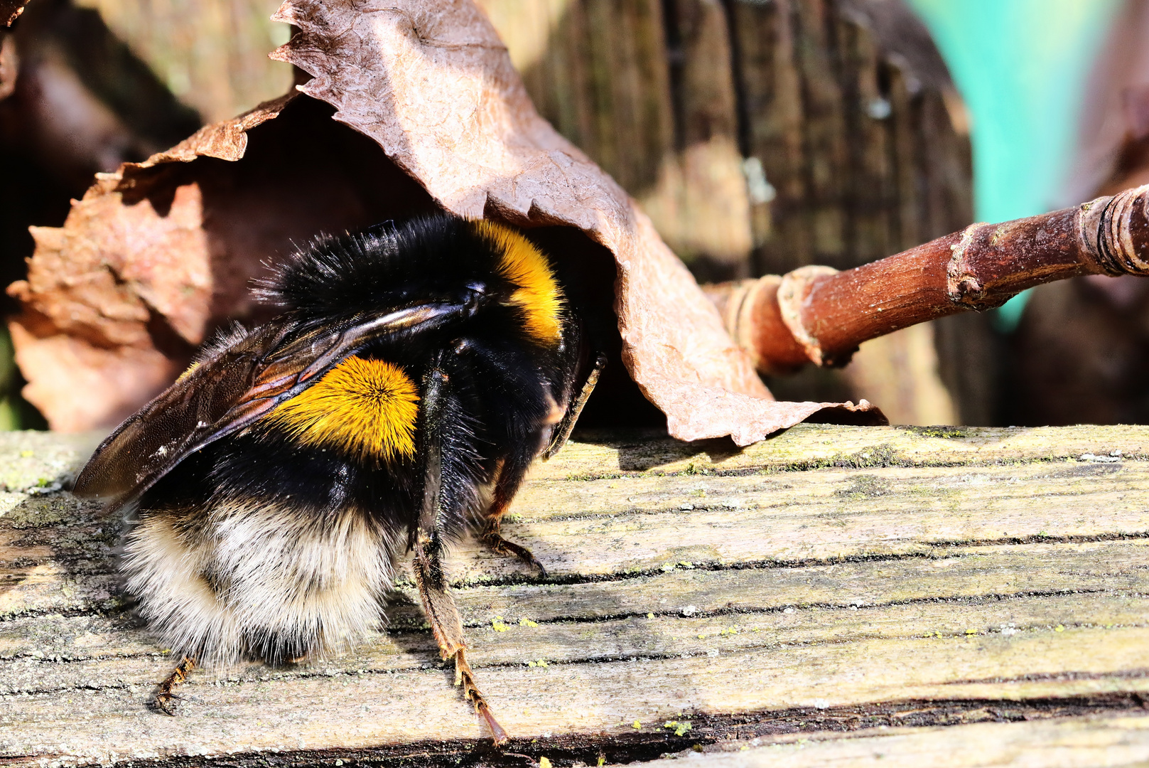 Hummel schläft