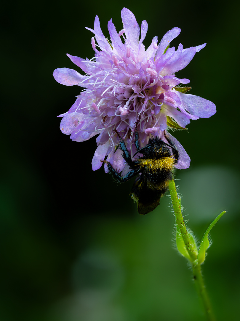 Hummel schläft an einer Acker Witwenblüte