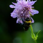 Hummel schläft an einer Acker Witwenblüte