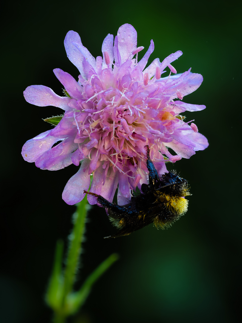 Hummel schläft an einer Acker Witwenblüte Teil II