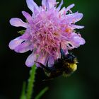 Hummel schläft an einer Acker Witwenblüte Teil II