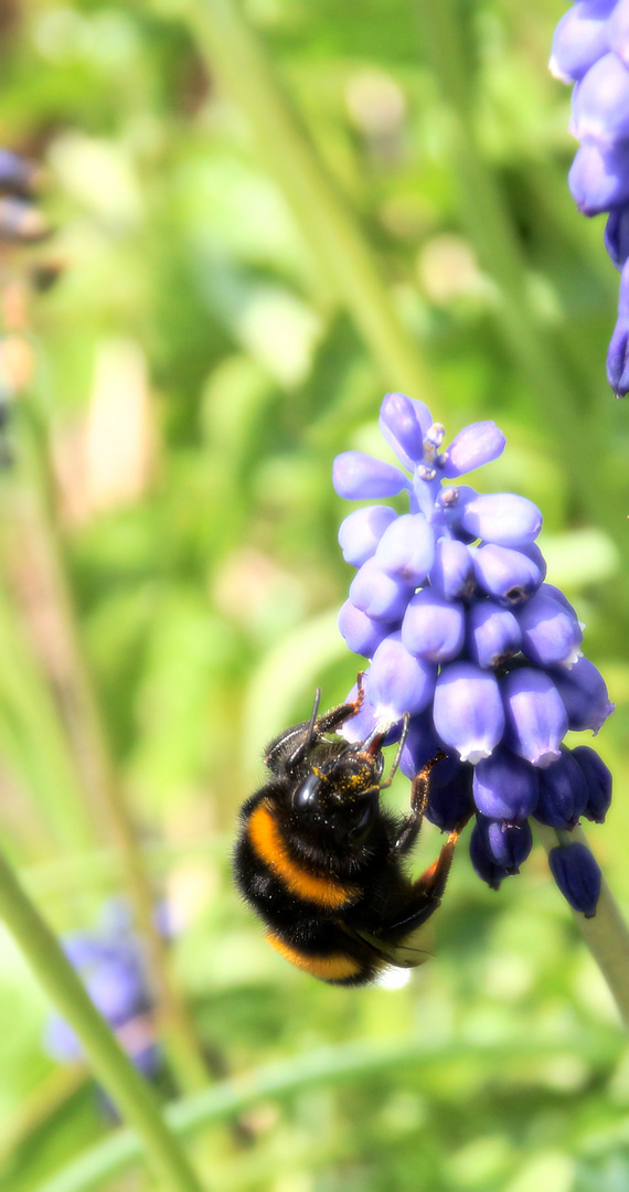 Hummel schmaust