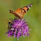 Hummel & Schmetterling 