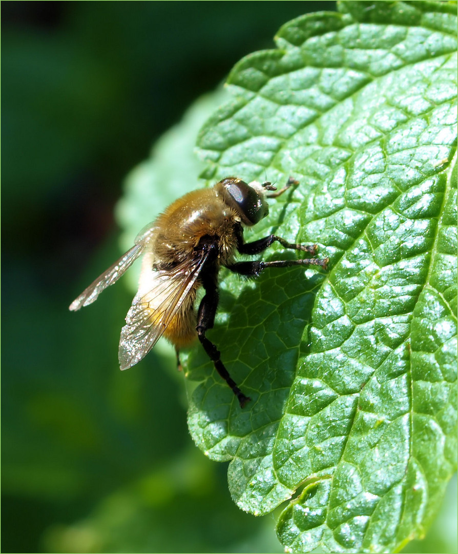 Hummel Schwebefliege??