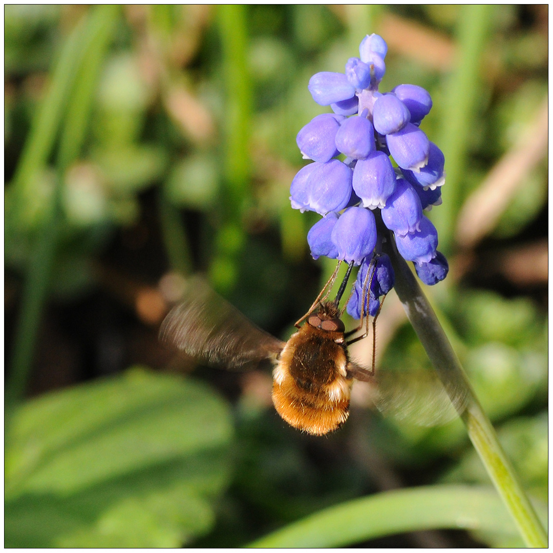 Hummel - Schweber