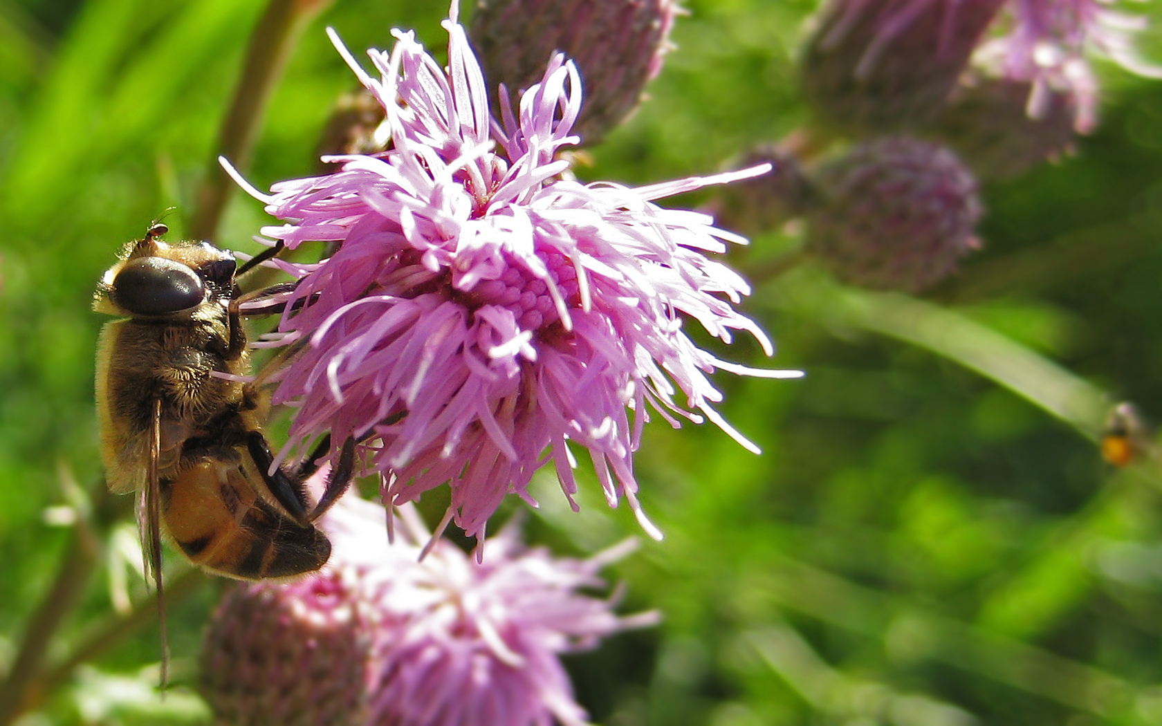 Hummel Schwebfliege 2