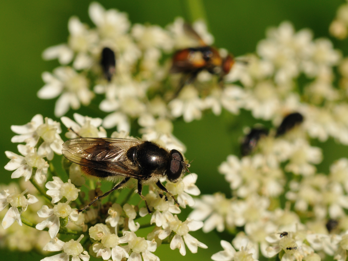 (Hummel) - Schwebfliege